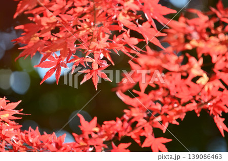日本の秋の風景 紅葉 日本の秋の風景 紅葉 139086463