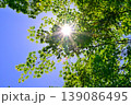 太陽に照らされる新緑 139086495