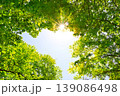 新緑の木々に差し込む太陽 139086498