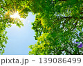 新緑の木々に差し込む太陽 139086499