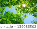 新緑の木々に差し込む太陽 139086502