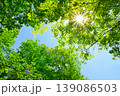 新緑の木々と眩しい太陽 139086503