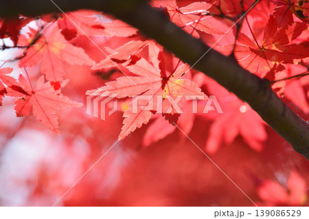 日本の秋の風景 紅葉 日本の秋の風景 紅葉 139086529