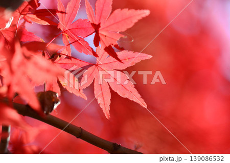 日本の秋の風景 紅葉 日本の秋の風景 紅葉 139086532