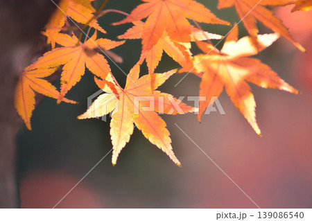 日本の秋の風景　紅葉 139086540