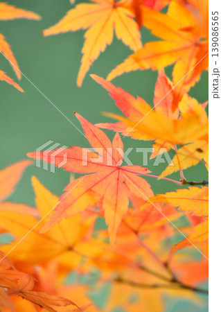 日本の秋の風景 紅葉 日本の秋の風景 紅葉 139086565