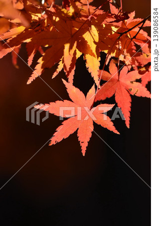 日本の秋の風景 紅葉 日本の秋の風景 紅葉 139086584