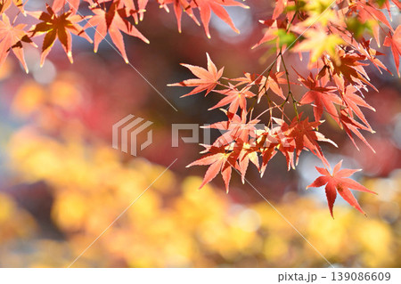 日本の秋の風景　紅葉 139086609