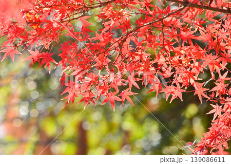 日本の秋の風景　紅葉 139086611