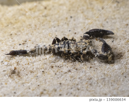 a poisonous desert scorpion 139086634