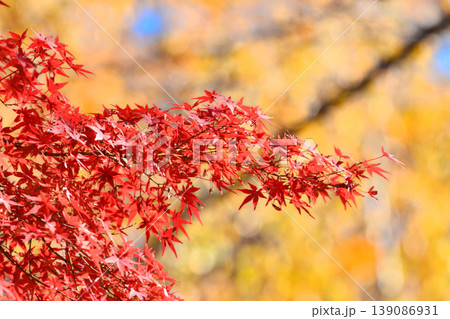 日本の秋の風景　紅葉 139086931