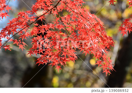 日本の秋の風景 紅葉 日本の秋の風景 紅葉 139086932