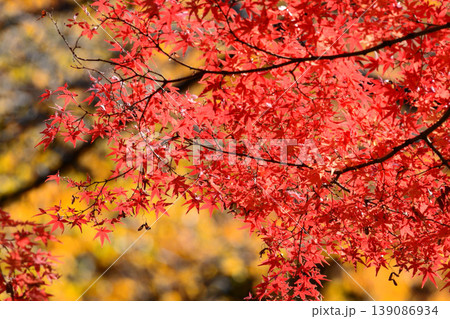 日本の秋の風景 紅葉 日本の秋の風景 紅葉 139086934