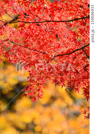 日本の秋の風景 紅葉 日本の秋の風景 紅葉 139086935