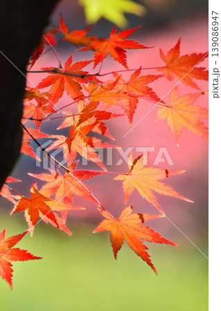 日本の秋の風景 紅葉 日本の秋の風景 紅葉 139086947