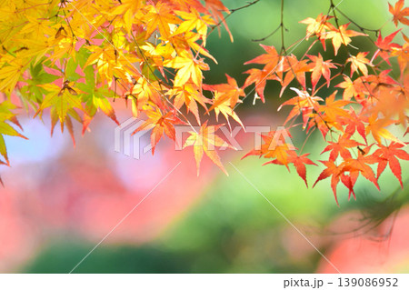 日本の秋の風景　紅葉 139086952