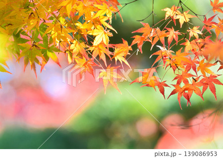 日本の秋の風景　紅葉 139086953