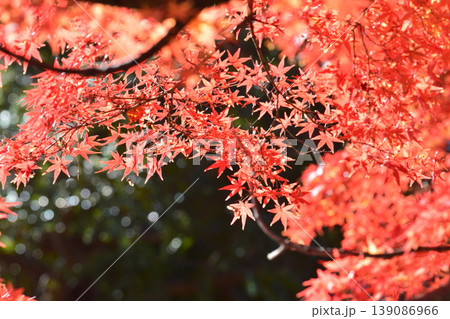 日本の秋の風景　紅葉 139086966