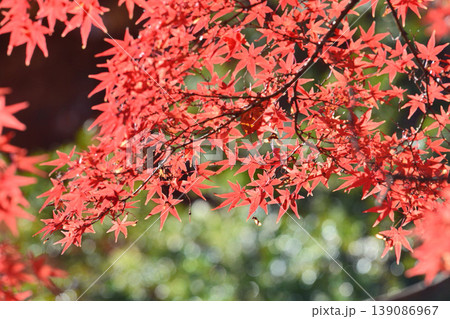 日本の秋の風景 紅葉 日本の秋の風景 紅葉 139086967