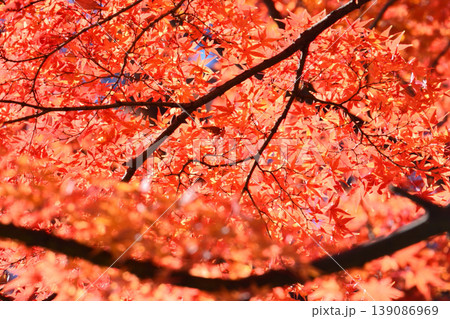 日本の秋の風景 紅葉 日本の秋の風景 紅葉 139086969