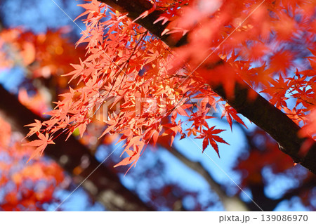 日本の秋の風景 紅葉 日本の秋の風景 紅葉 139086970