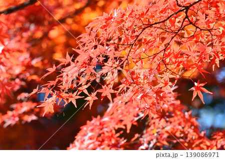 日本の秋の風景　紅葉 139086971
