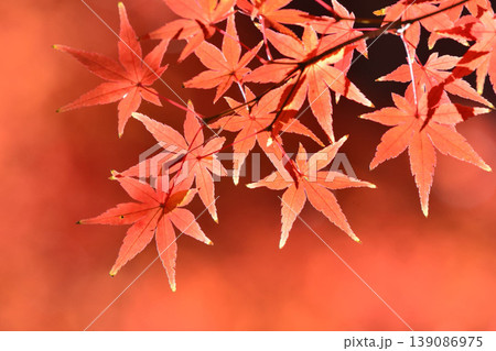 日本の秋の風景 紅葉 日本の秋の風景 紅葉 139086975
