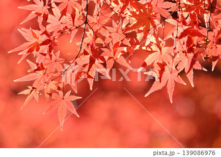 日本の秋の風景 紅葉 日本の秋の風景 紅葉 139086976