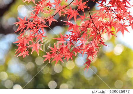 日本の秋の風景 紅葉 日本の秋の風景 紅葉 139086977