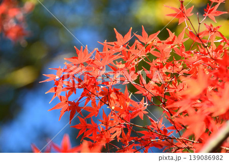 日本の秋の風景 紅葉 日本の秋の風景 紅葉 139086982