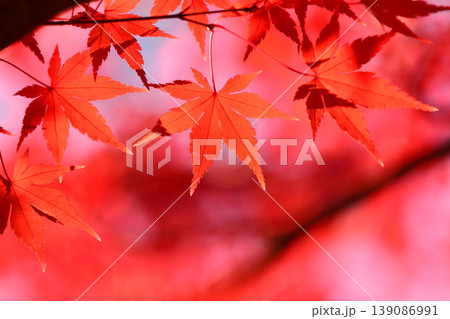 日本の秋の風景 紅葉 日本の秋の風景 紅葉 139086991