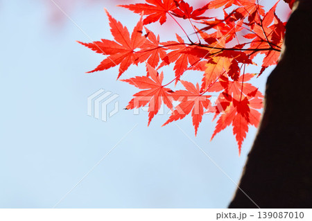 日本の秋の風景 紅葉 日本の秋の風景 紅葉 139087010