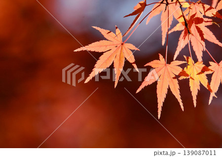 日本の秋の風景 紅葉 日本の秋の風景 紅葉 139087011
