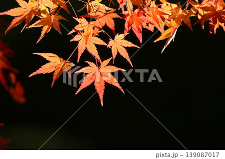 日本の秋の風景 紅葉 日本の秋の風景 紅葉 139087017