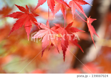 日本の秋の風景 紅葉 日本の秋の風景 紅葉 139087024