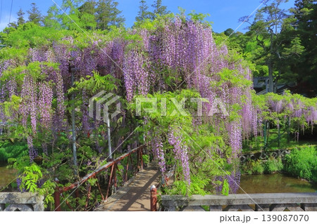 満開の藤棚(西寒田神社・大分市) 満開の藤棚(西寒田神社・大分市) 139087070