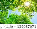 新緑の木々から差し込む太陽 139087071