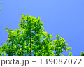 新緑と青空のある風景 139087072