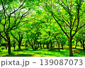 新緑の公園と広い芝生 139087073