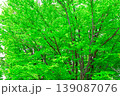 新緑の森を見上げる 139087076