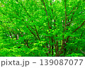 新緑の森の中で光を浴びて輝く新緑 139087077
