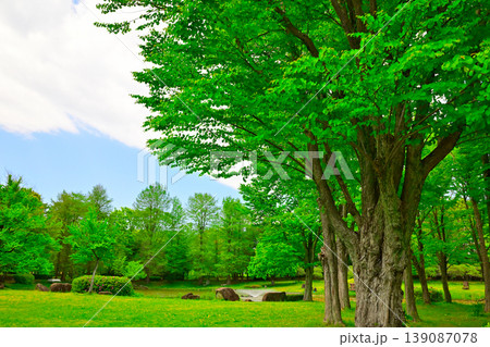 新緑と青空のある風景 139087078