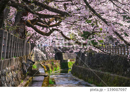 260409江名子川桜g140 139087097