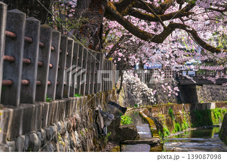 260409江名子川桜g149 260409江名子川桜g149 139087098