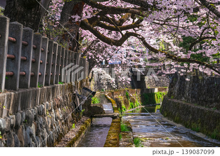 260409江名子川桜g151 260409江名子川桜g151 139087099
