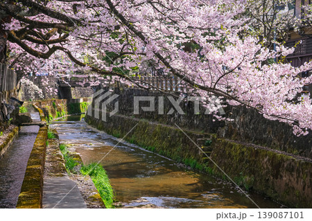 260409江名子川桜g157 260409江名子川桜g157 139087101