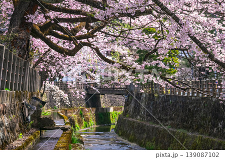 260409江名子川桜g160 260409江名子川桜g160 139087102