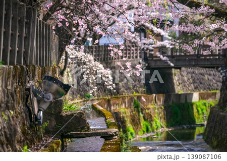 260409江名子川桜g171 260409江名子川桜g171 139087106
