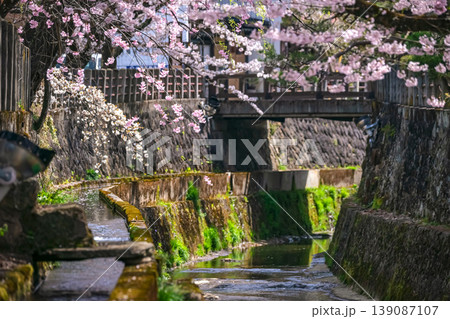 260409江名子川桜g172 139087107