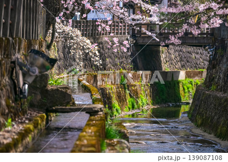 260409江名子川桜g173 139087108